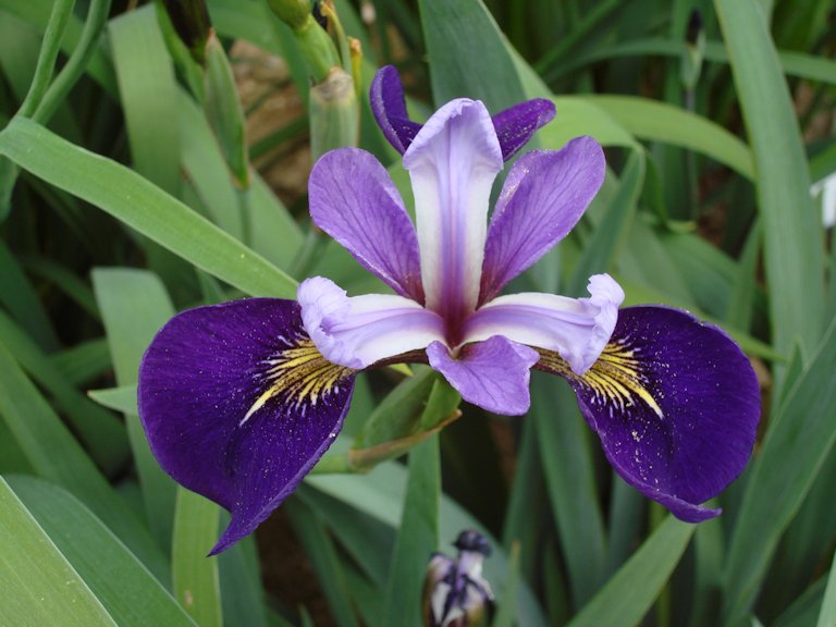 Semi-SPAR-Set due esotiche bellezze Kap-Iris e iris blu! 